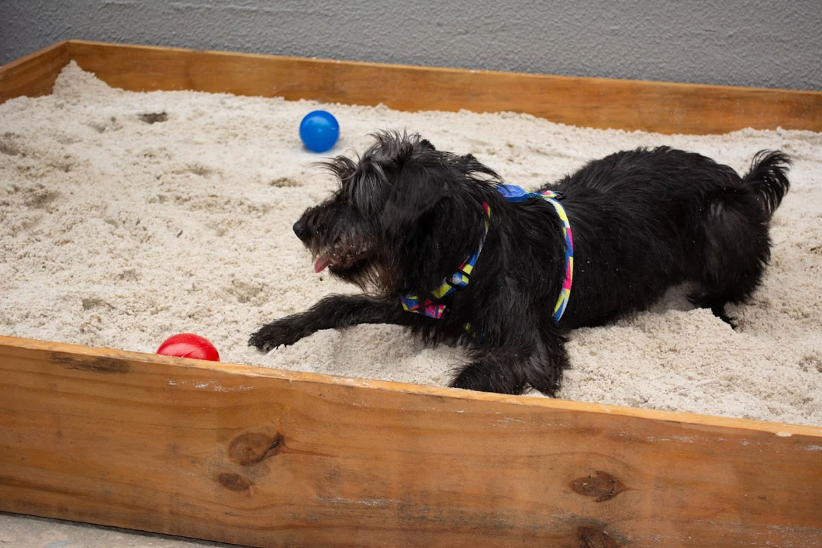 vital-pet-galeria-03