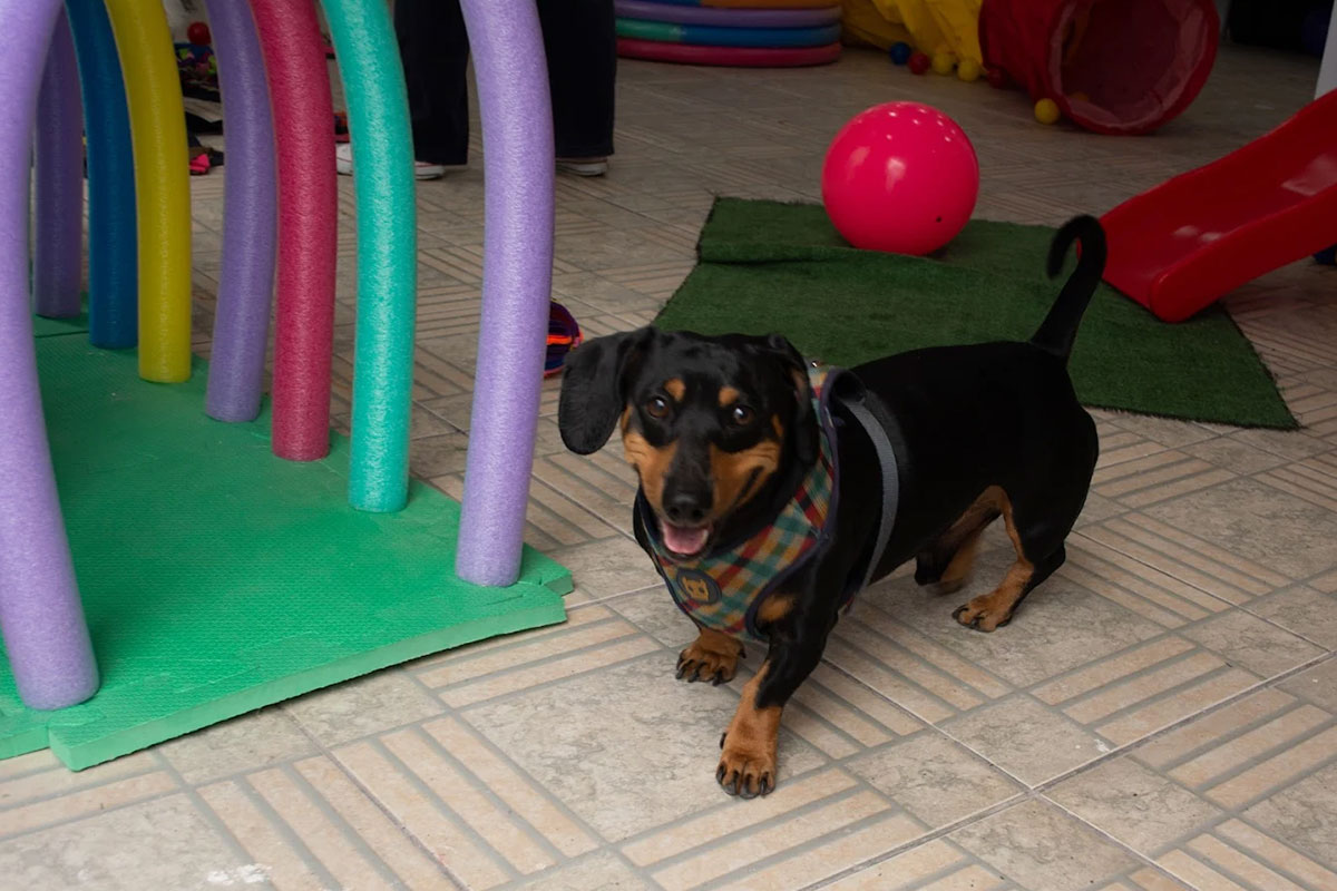 vital-pet-galeria-05