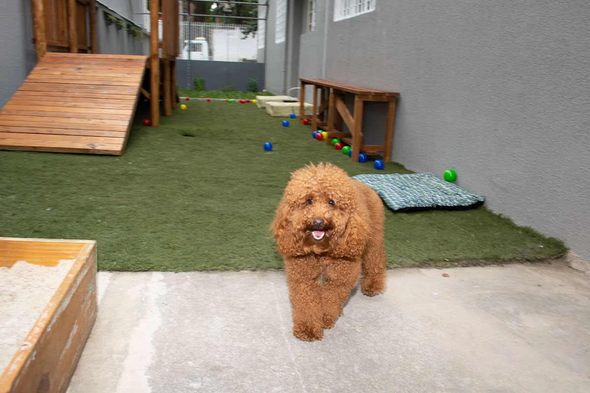 vital-pet-galeria-07