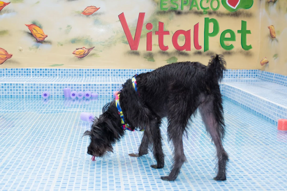 vital-pet-galeria-08