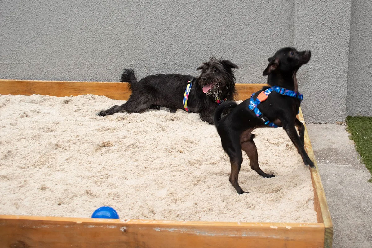 vital-pet-galeria-09