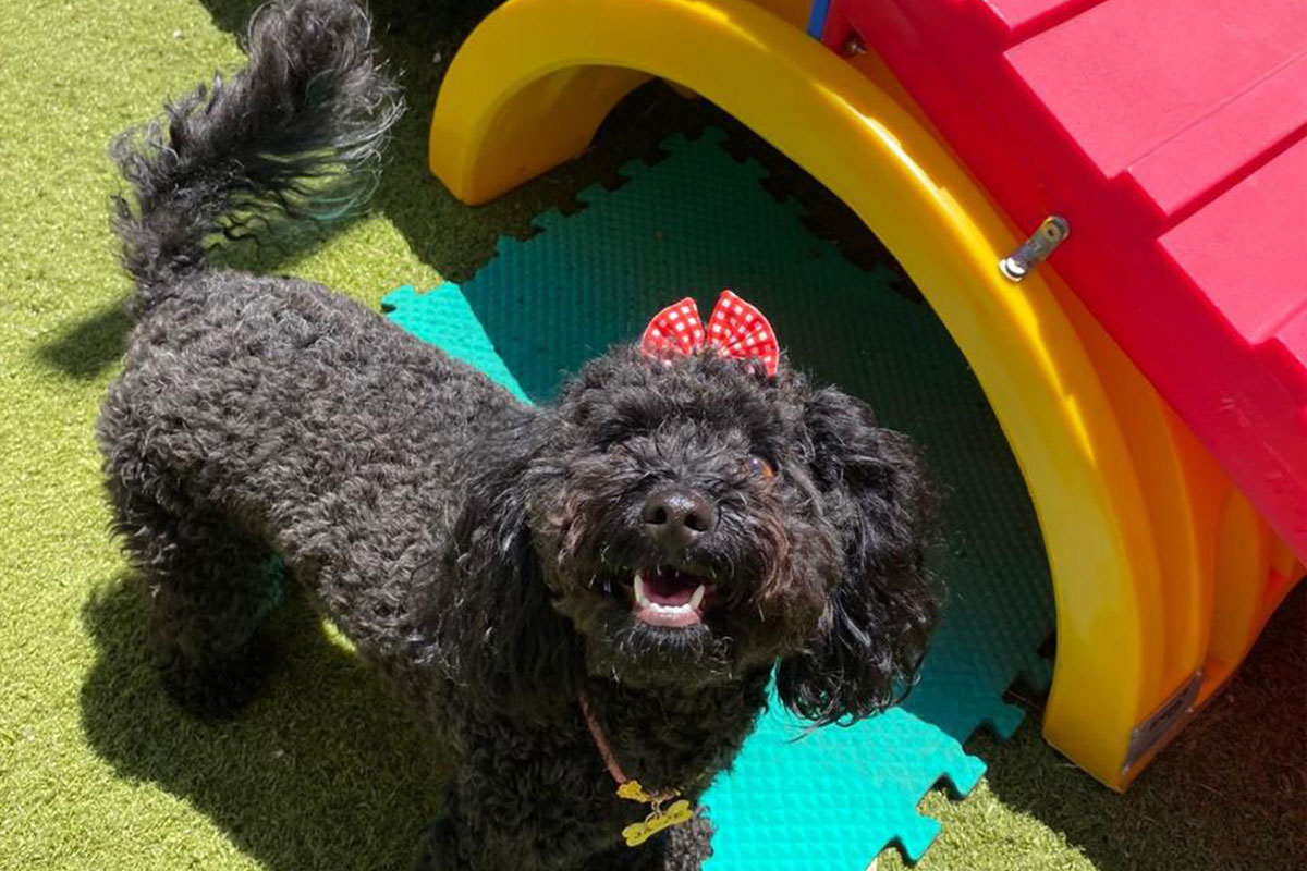 vital-pet-galeria-22