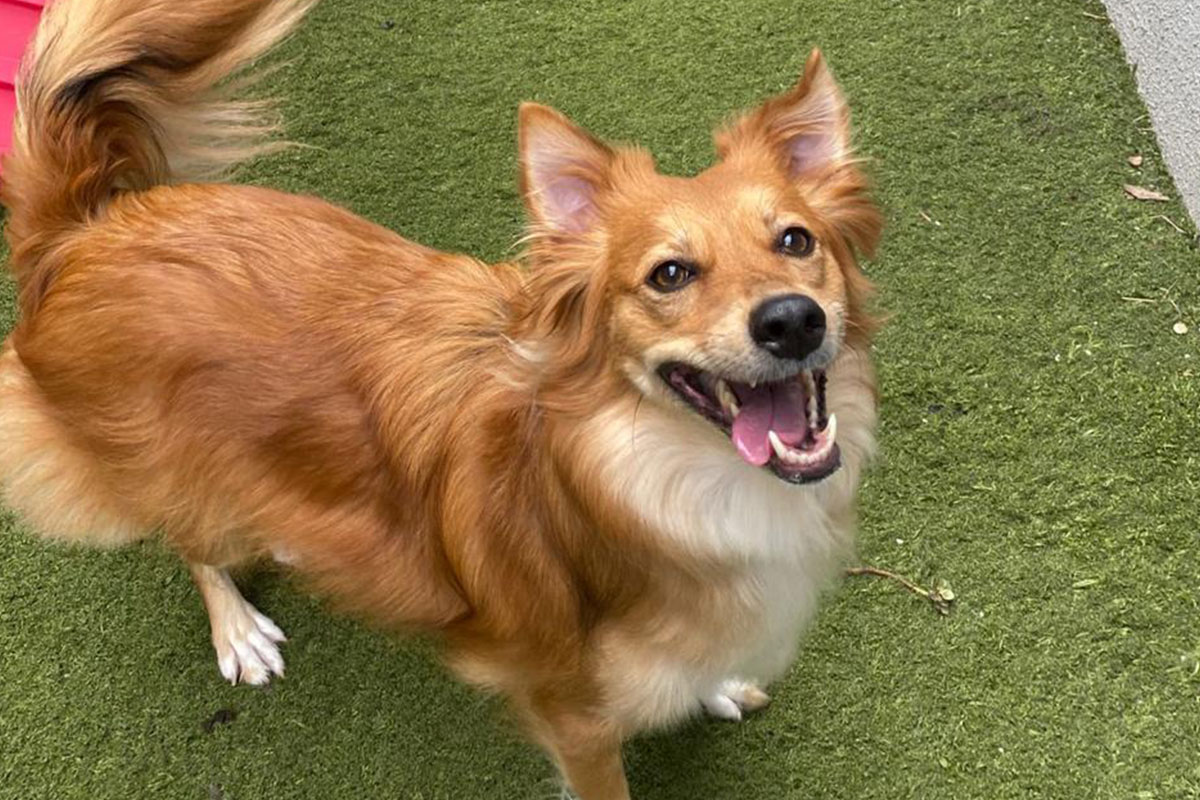 vital-pet-galeria-23